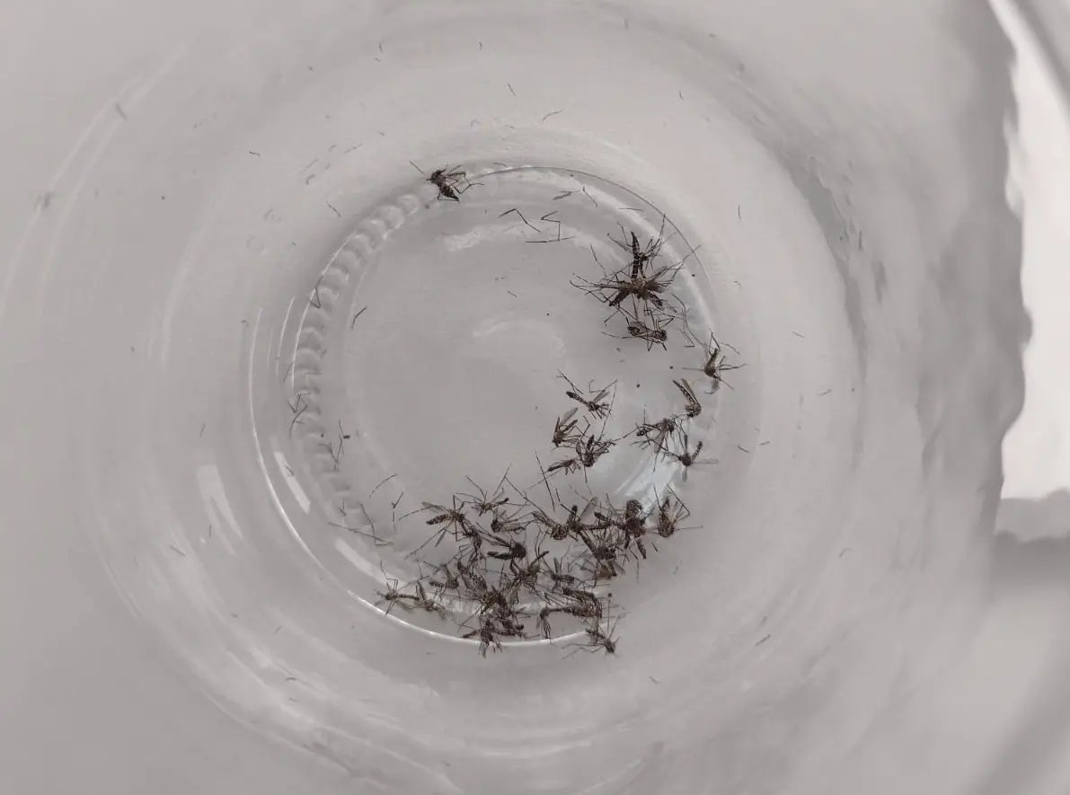 Brusque chega a 117 casos confirmados de dengue em 2023