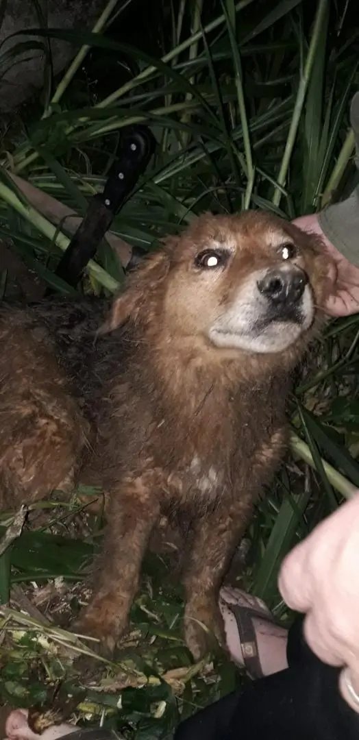 (V&iacute;deo) Cachorro soterrado &eacute; resgatado pelo Corpo de Bombeiros, em Gaspar