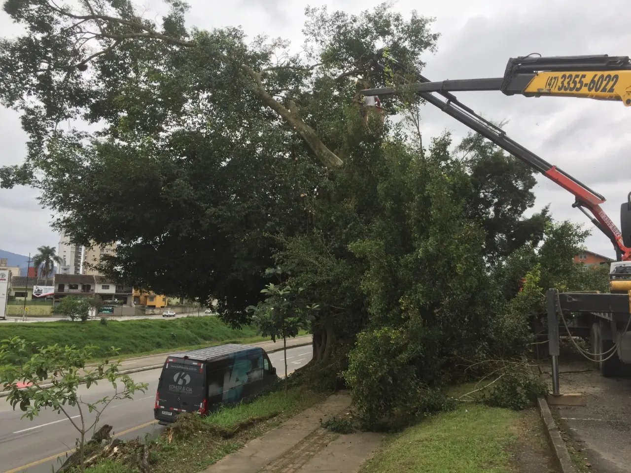 Prefeitura derruba &aacute;rvores pr&oacute;ximo da rodovi&aacute;ria, na beira rio