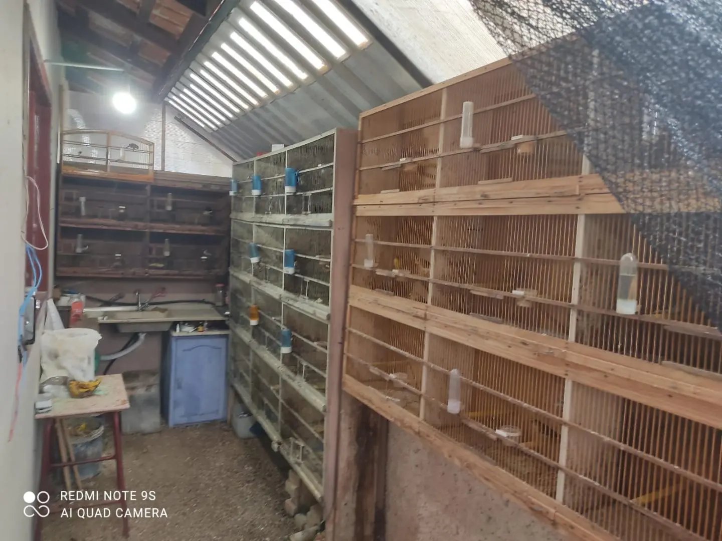 Homem &eacute; preso por com&eacute;rcio clandestino de aves silvestres