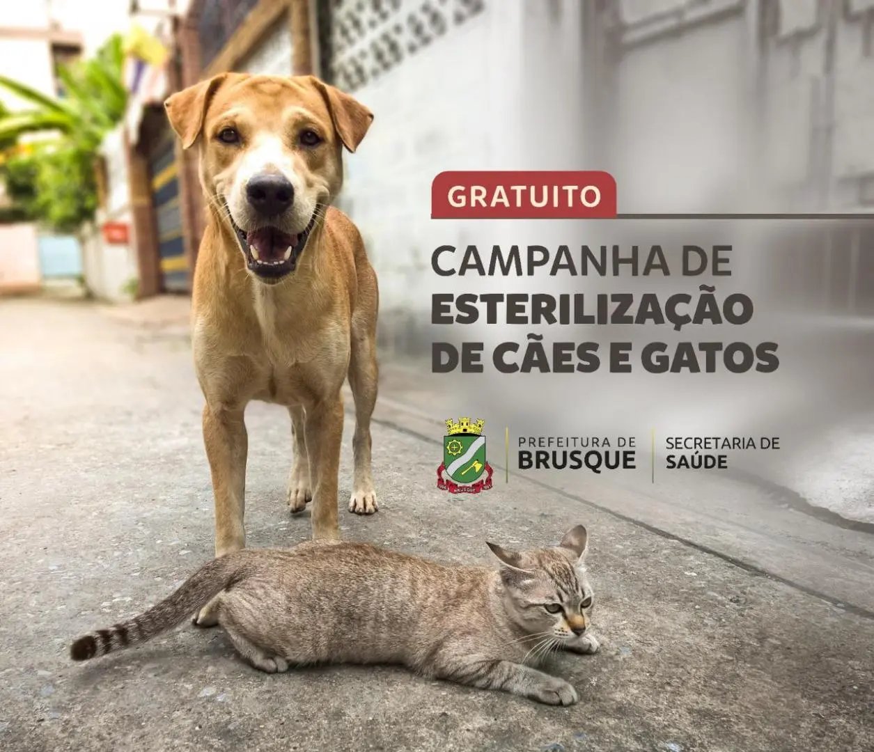 (V&iacute;deo) Prefeitura de Brusque disponibiliza link para cadastro do processo de castra&ccedil;&atilde;o em c&atilde;es e gatos