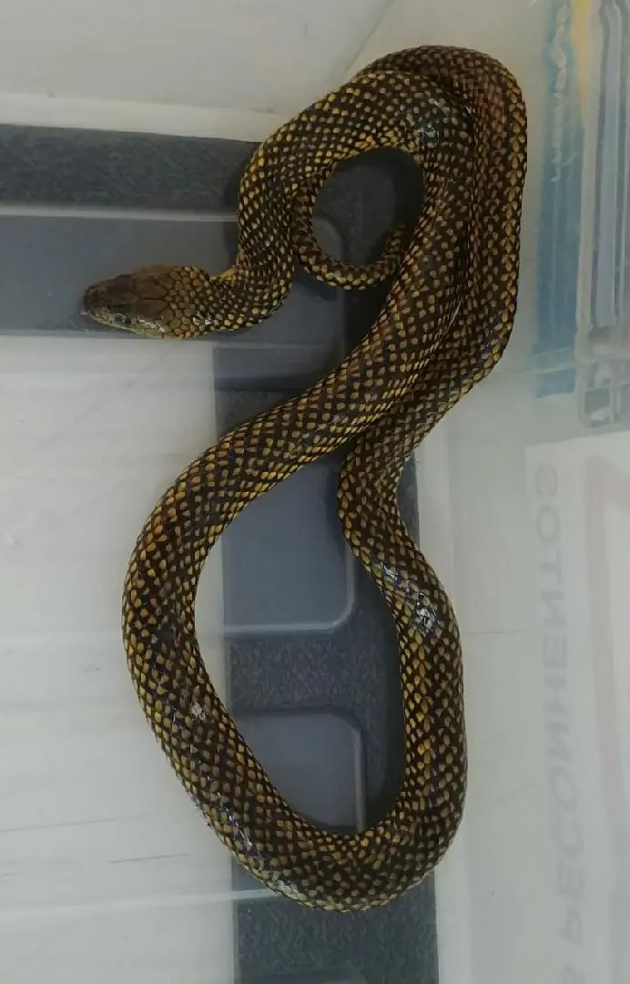 Bombeiros capturam duas cobras esta tarde