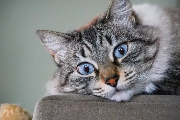 Lei para controle populacional de animais dom&eacute;sticos &eacute; sancionada