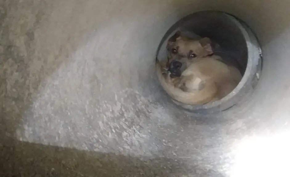 V&iacute;deo: Bombeiros resgatam c&atilde;o preso em tubula&ccedil;&atilde;o