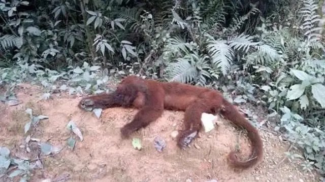 Gaspar: confirmada morte de macaco por febre amarela