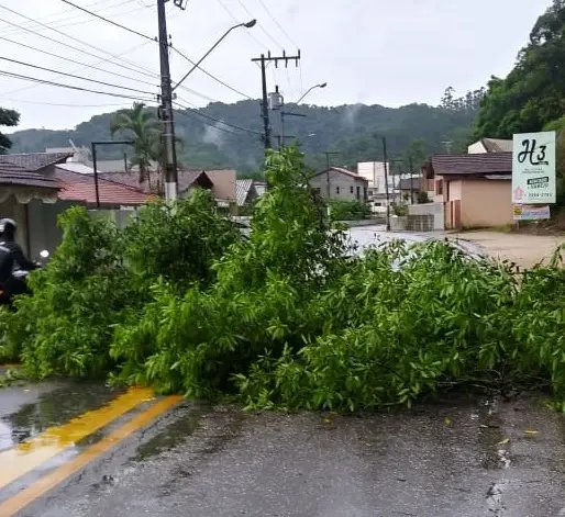 &Aacute;rvore ca&iacute;da na via impede passagem de ve&iacute;culos no bairro Guarani