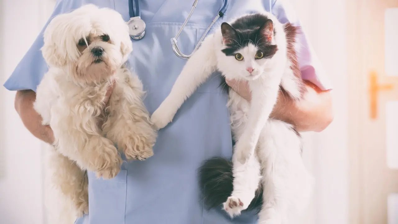 Edital para credenciamento de cl&iacute;nicas veterin&aacute;rias para castrar animais est&aacute; aberto 