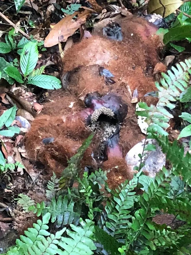 Febre Amarela. Morte de macaco na mata, coloca em alerta autoridades epidemiol&oacute;gicas