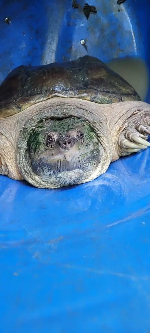 Zoobot&acirc;nico de Brusque: Conhe&ccedil;a esp&eacute;cies pr&eacute;-hist&oacute;ricas do parque
