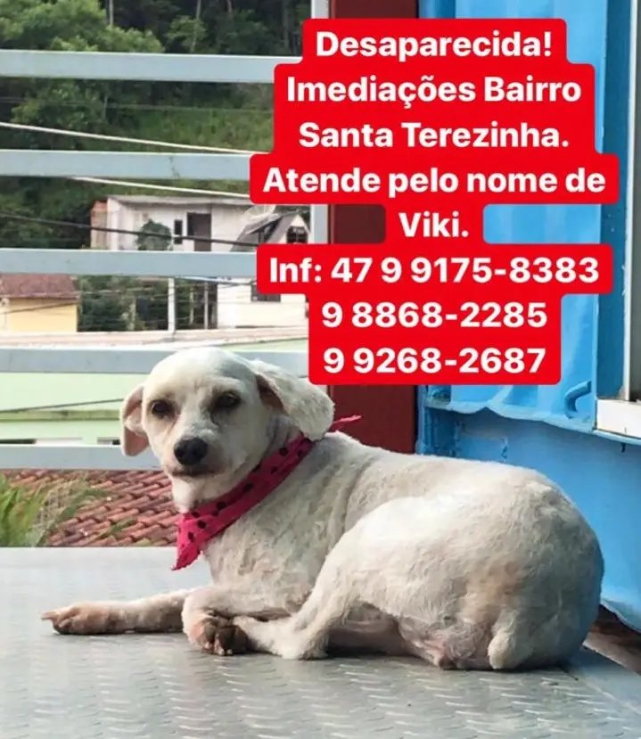 Ajude a encontrar a Viki