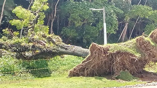 &Aacute;rvore antiga n&atilde;o resiste ao temporal e tomba