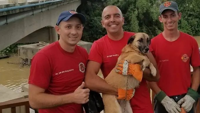 Bombeiros salvam cão de queda no rio em São João Batista