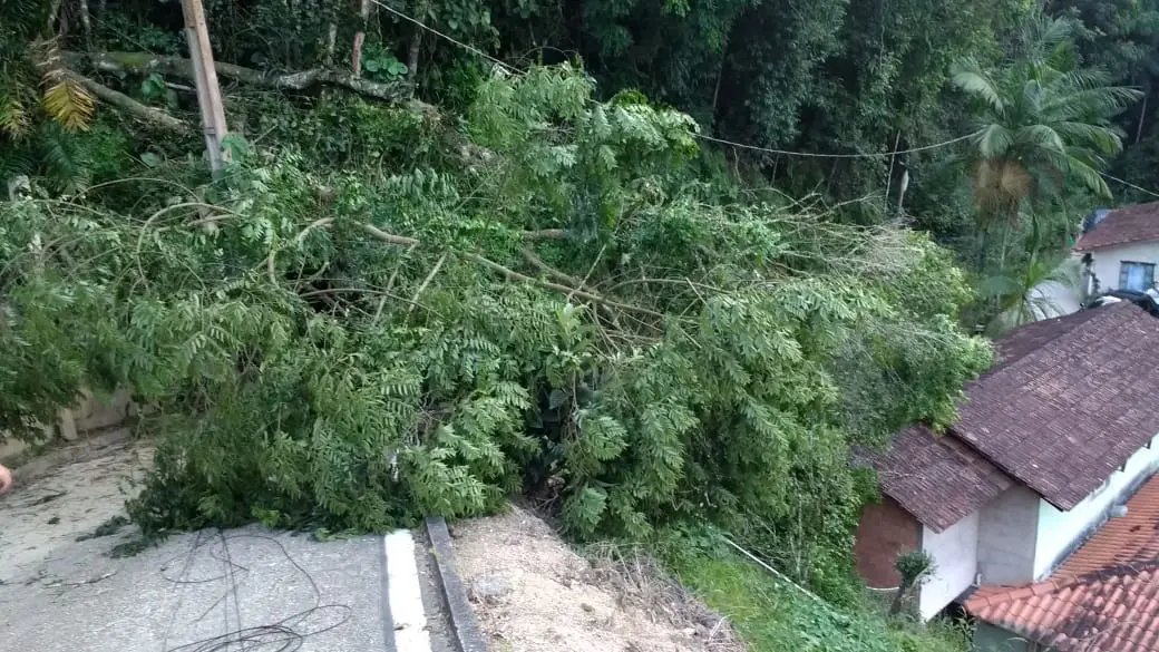Bombeiros trabalham tr&ecirc;s horas para retirada de &aacute;rvores da via