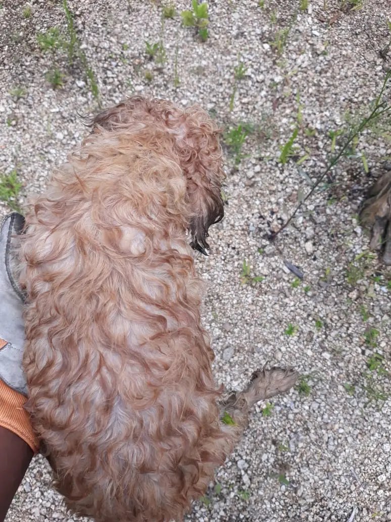 V&iacute;deo: Bombeiros resgatam cachorro que havia ca&iacute;do no rio