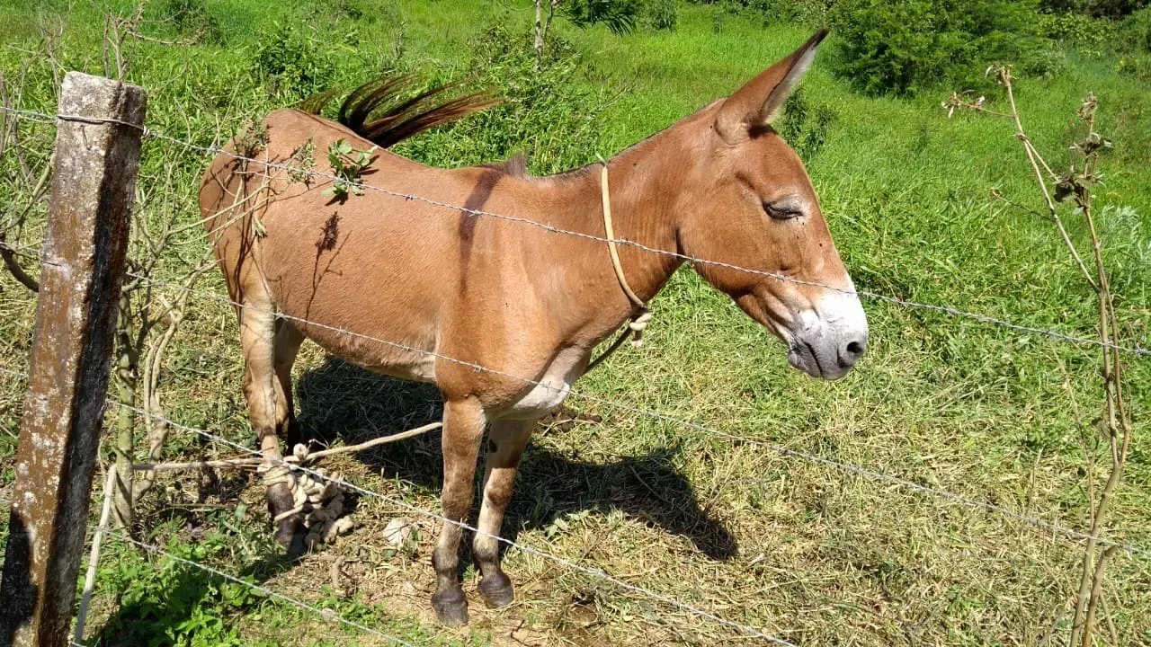 Animais estavam presos e abandonados 