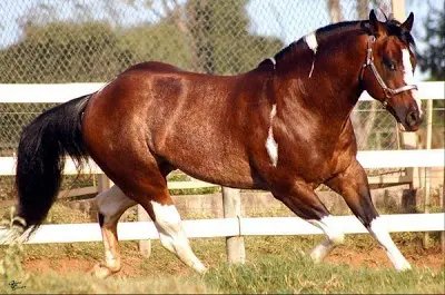 Cavalo quarto de milha é levado de terreno