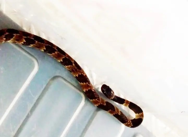 Cobra &eacute; capturada em resid&ecirc;ncia no Maluche