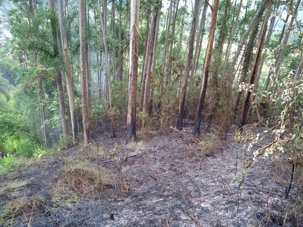 Fogo consome área de 3 mil m² em reflorestamento