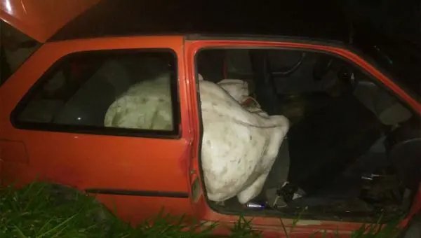 Boi é encontrado em veículo após perseguição policial