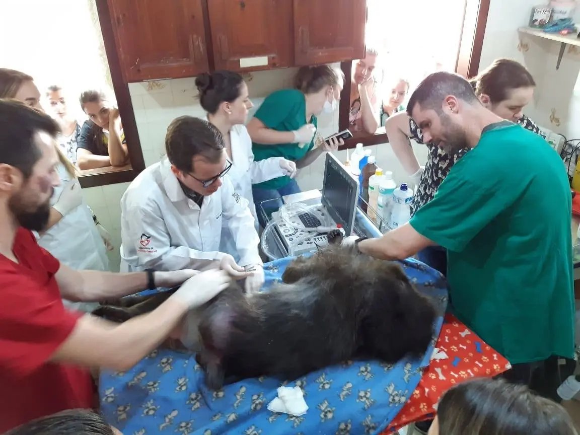 Animais do Zoobot&acirc;nico passam por exames de rotina