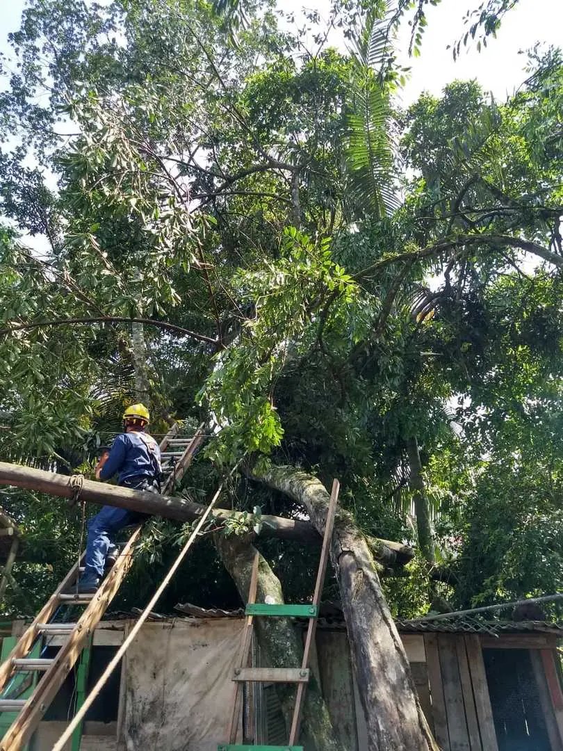 Bombeiros s&atilde;o acionados para o corte de &aacute;rvores