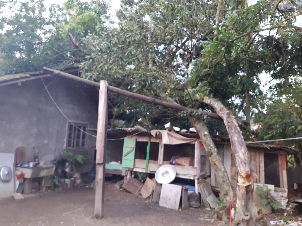Vendaval derruba &aacute;rvores e causa estragos em Brusque