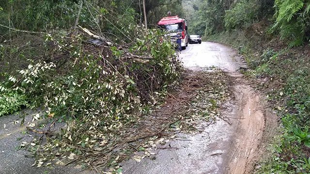 Queda de &aacute;rvore na Limeira Alta