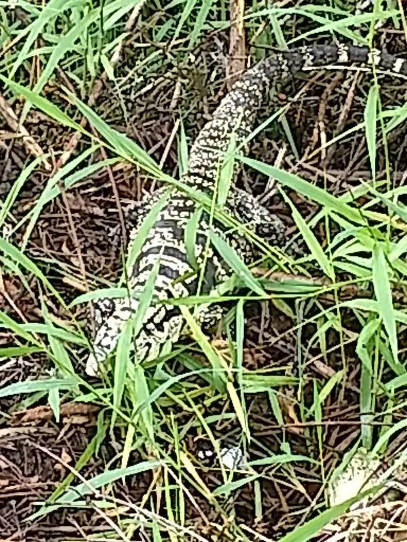 Bombeiros capturam lagarto em resid&ecirc;ncia 