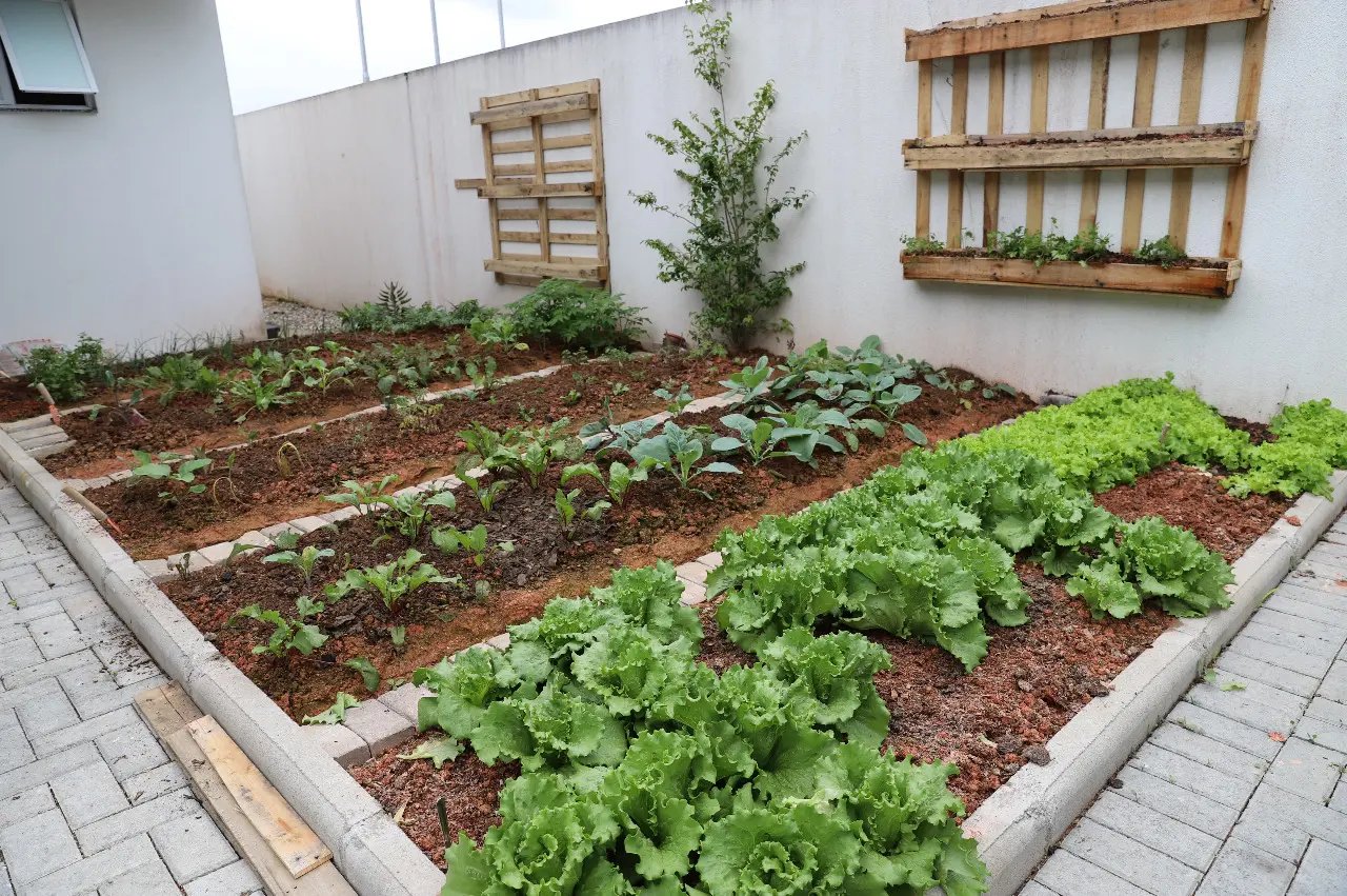 Horta Comunit&aacute;ria e terap&ecirc;utica colhe seus primeiros frutos
