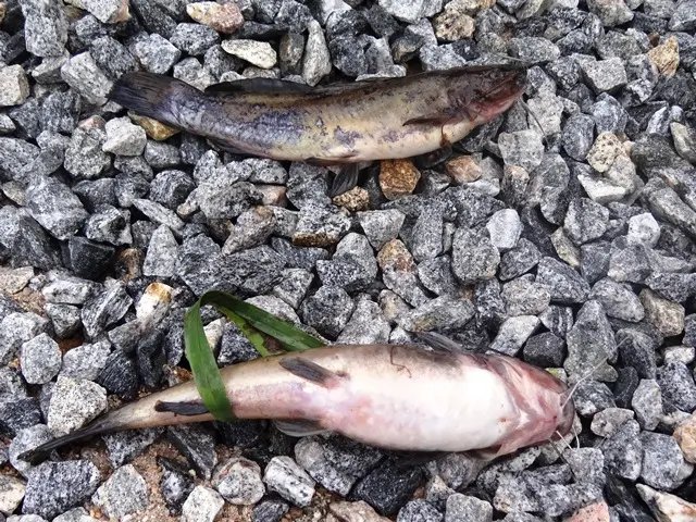  Mortandade de peixes em São João Batista