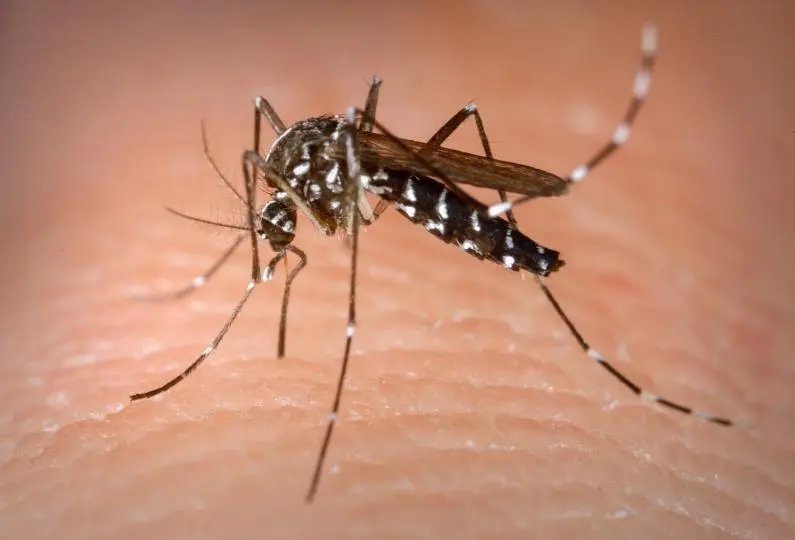 A&ccedil;&atilde;o de sensibiliza&ccedil;&atilde;o no combate a dengue ocorre neste s&aacute;bado
