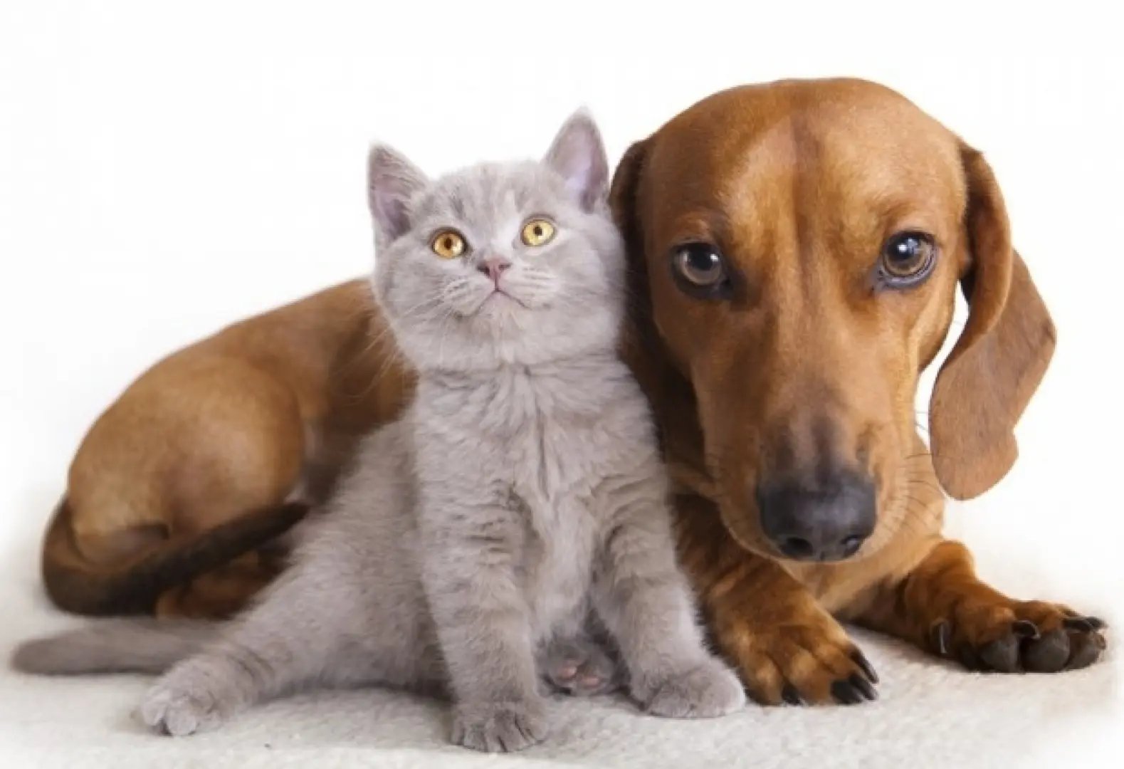 Campanha de castração de cães e gatos continua em Brusque