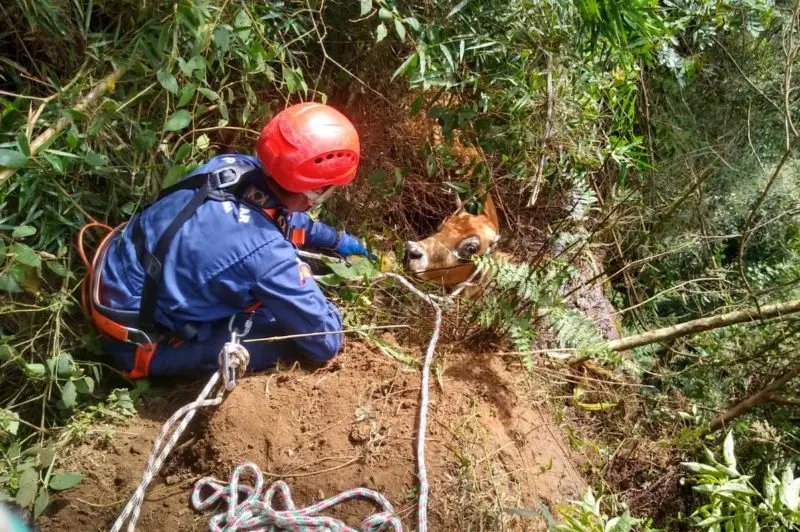Vaca cai de barranco e fica pendurada pelos chifres a 50 metros de altura