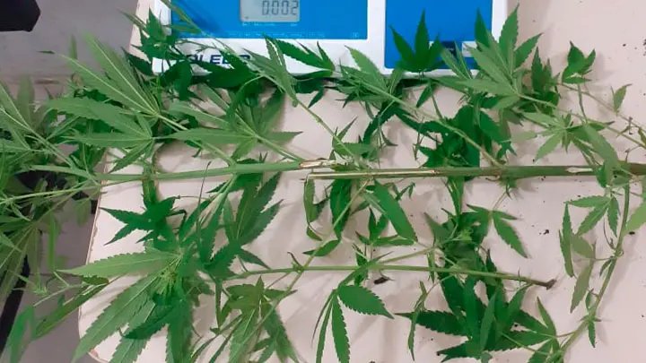 Adolescente &eacute; flagrado cultivando maconha em casa