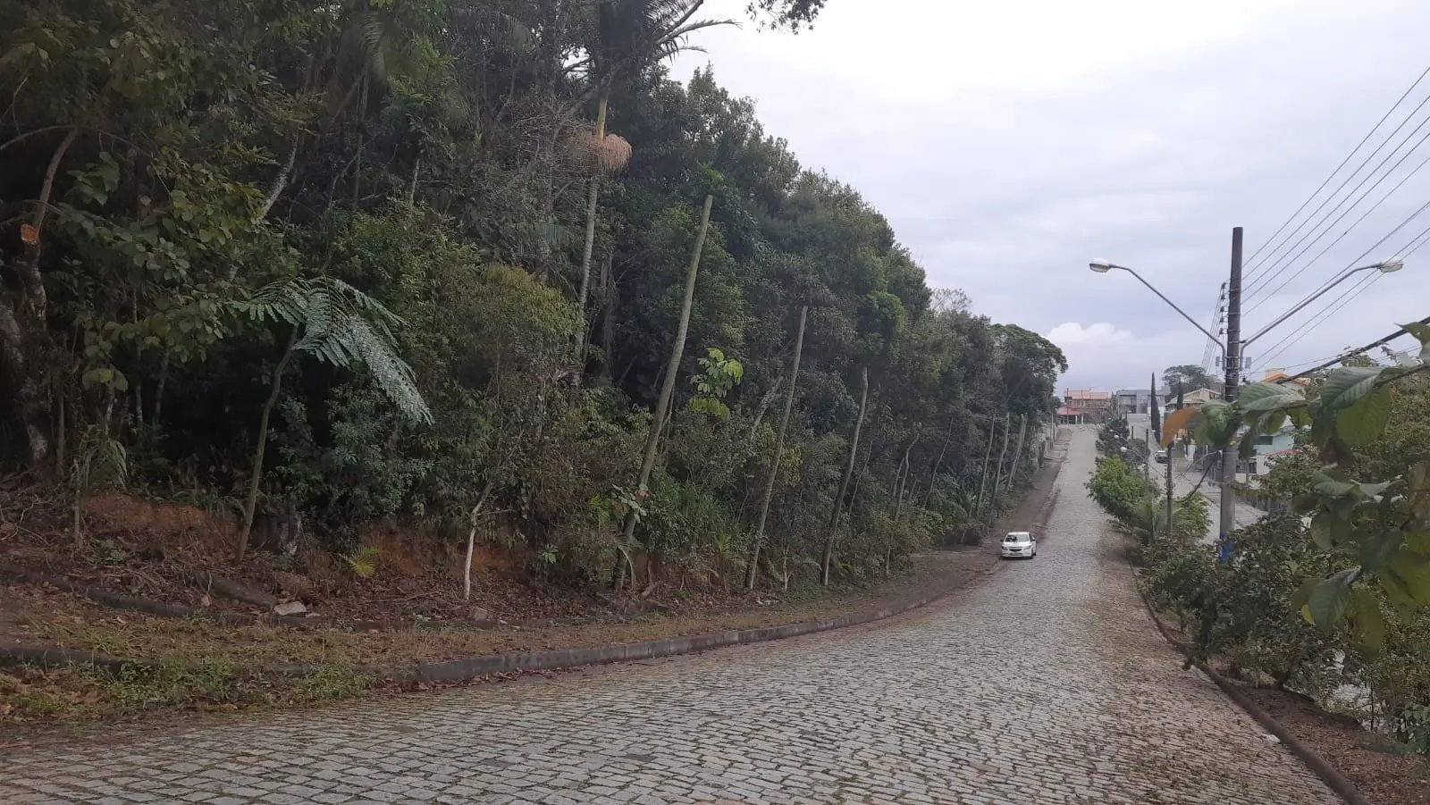 (Video) Associa&ccedil;&atilde;o de Moradores questiona corte de &aacute;rvores de &aacute;rea ecol&oacute;gica