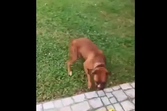 (V&Iacute;DEO) Cerca el&eacute;trica para espantar c&atilde;es gera indigna&ccedil;&atilde;o