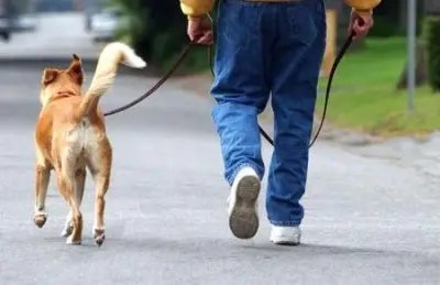 Homem leva cão para passear e é agredido