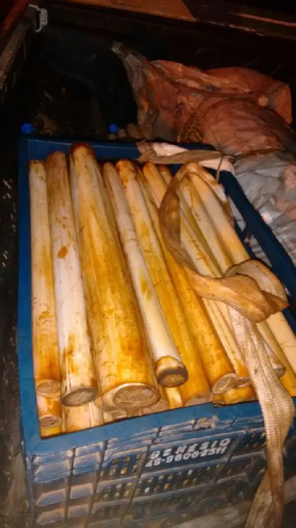 Homens são conduzidos para a DP por cortar palmito ameaçado de extinção
