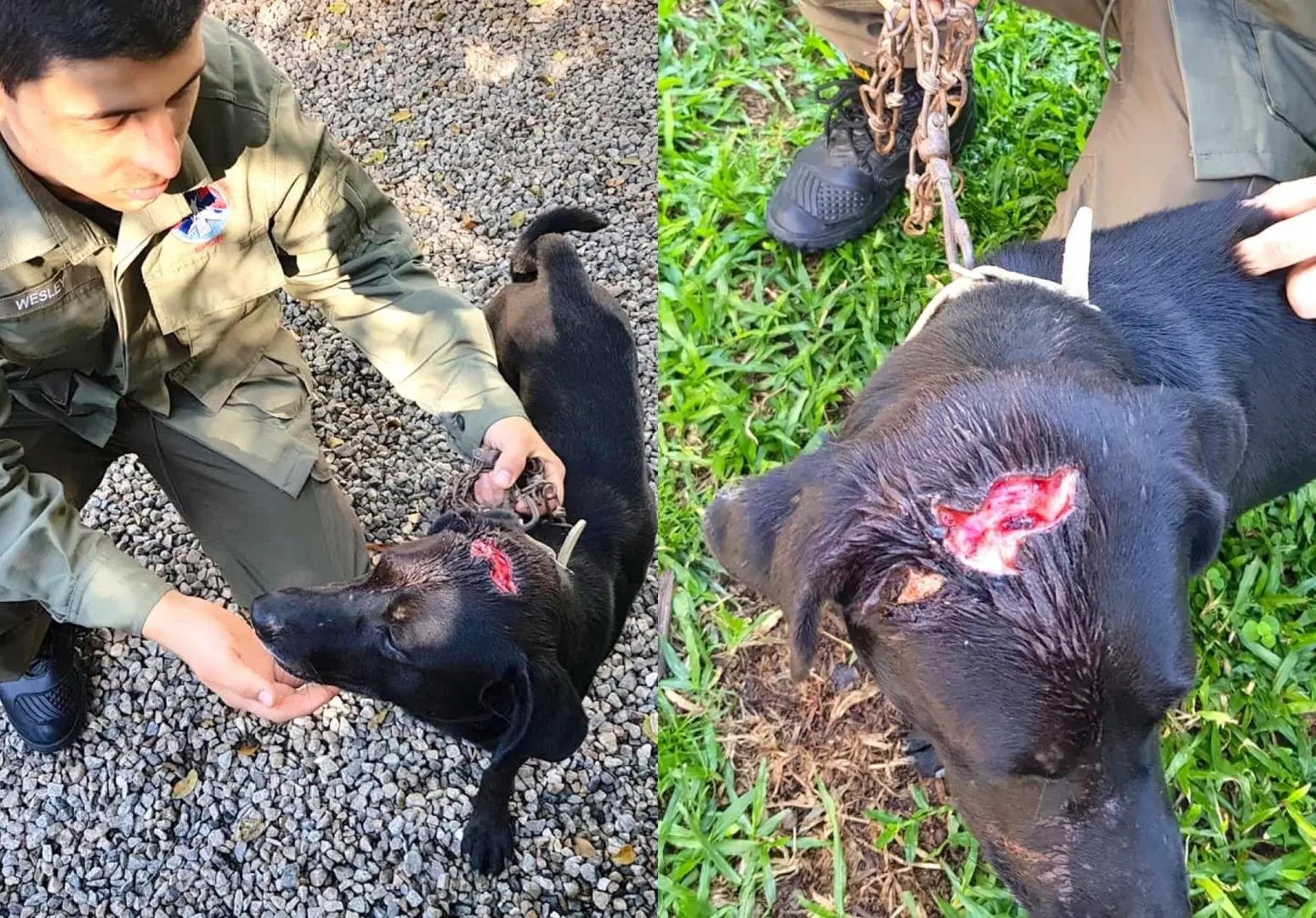 C&atilde;o &eacute; resgatado depois de ser agredido com paulada na cabe&ccedil;a