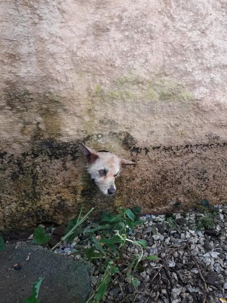 Bombeiros resgatam cachorro preso em muro de uma resid&ecirc;ncia 