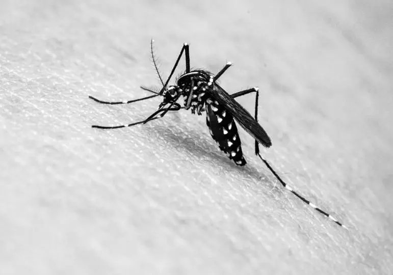 Brusque registra o 11&ordm; &oacute;bito relacionado &agrave; dengue
