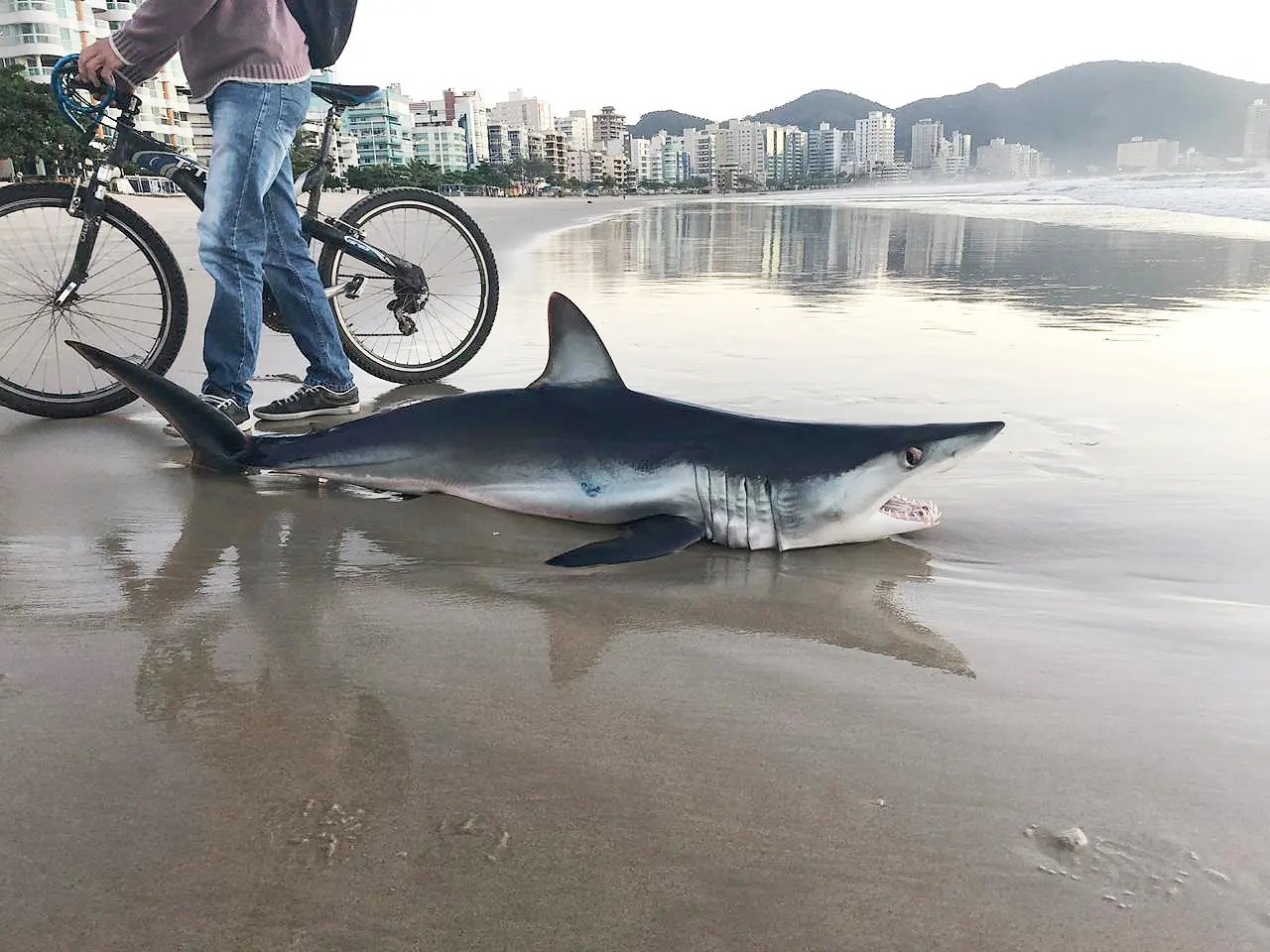 Tubar&atilde;o resgatado ontem &eacute; achado morto esta manh&atilde;