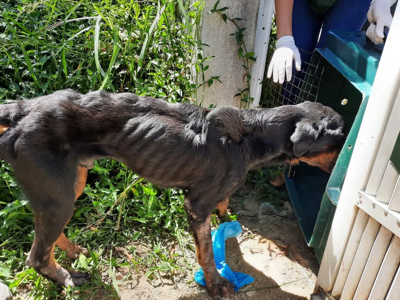  Pol&iacute;cia Civil faz pris&atilde;o em flagrante por maus tratos contra animais em Blumenau