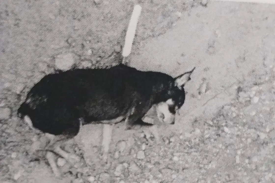 C&atilde;o &eacute; morto a golpe de faca no bairro &Aacute;guas Claras