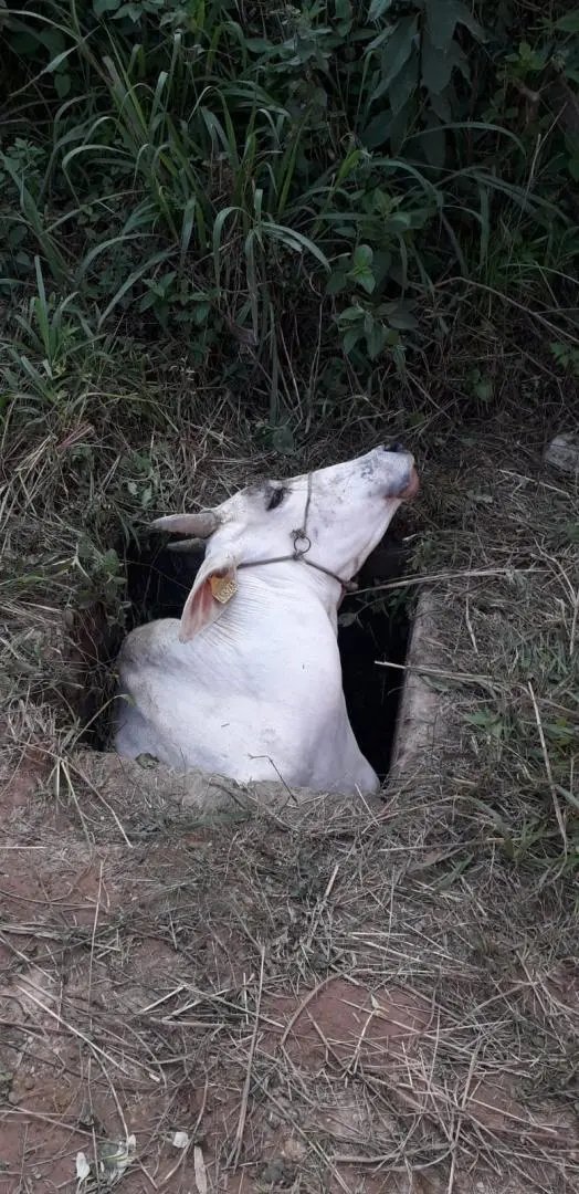 Vaca &eacute; resgatada depois de horas presa no bueiro