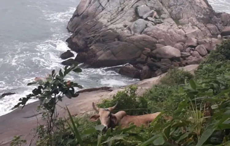 Maus-tratos a animal deixa Porto Belo sem atendimento policial por 10h
