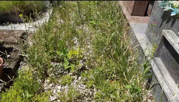 (V&Iacute;DEO) Mato e sujeira tomam conta do Cemit&eacute;rio Parque da Saudade
