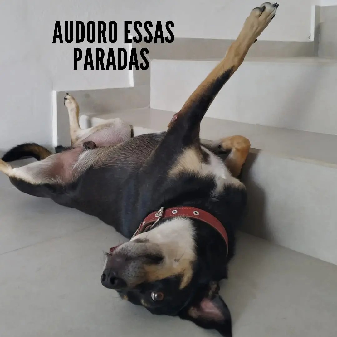 Domingo &eacute; mais animal no Instagram da R&aacute;dio Cidade
