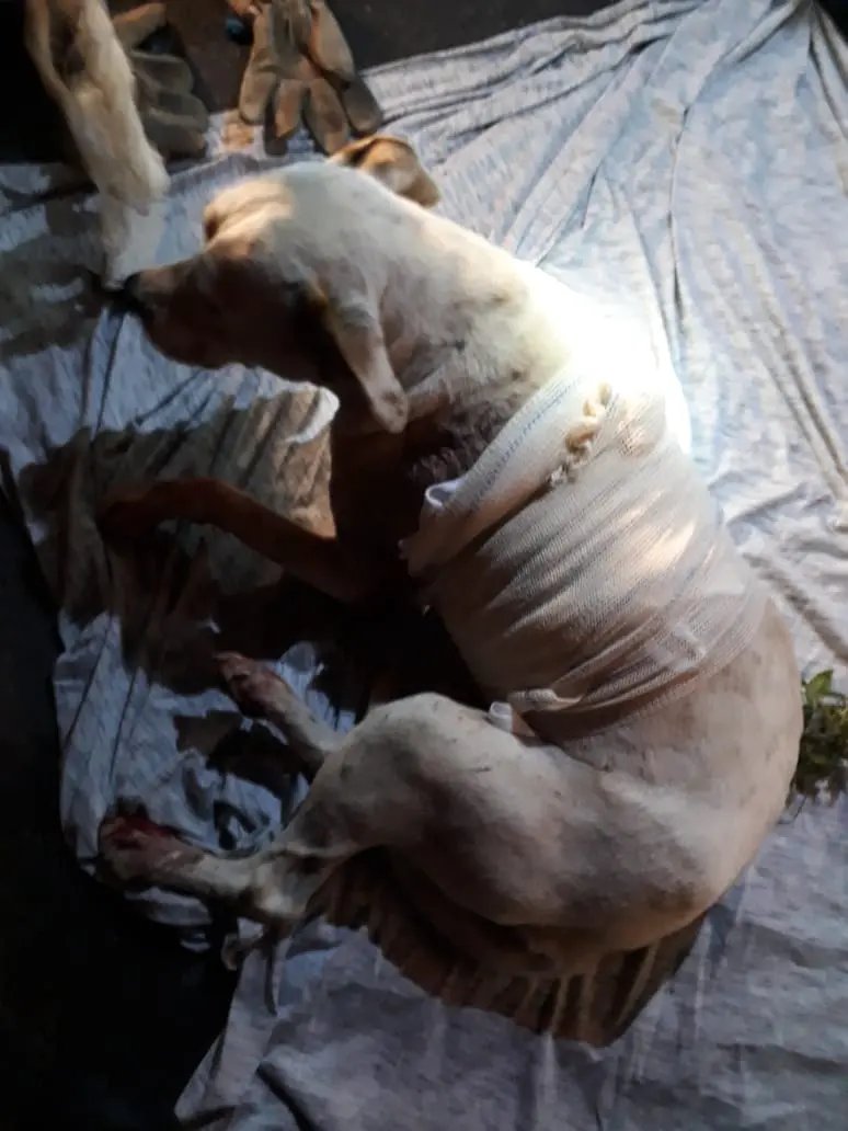 Mulher pede ajuda aos Bombeiros para salvar cachorro atropelado