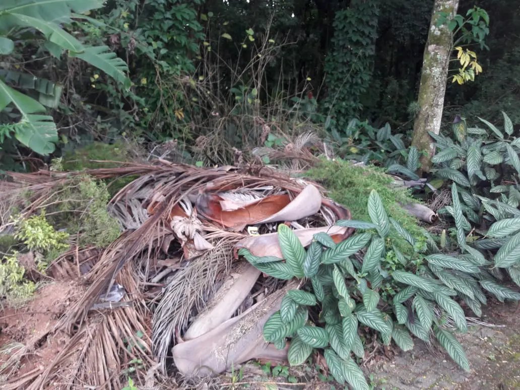 Descarte inadequado de restos de jardinagem &eacute; denunciado 